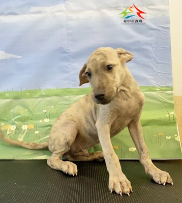 動物編號:11508288004-1