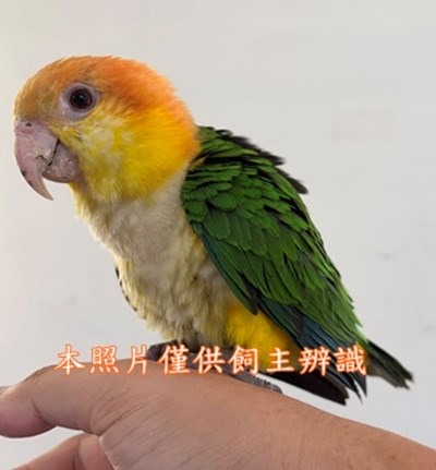 11509178018 收容公告