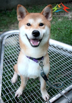 動物編號:11508130001認養
