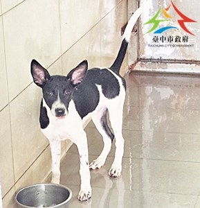 11509030009開B36 (2)