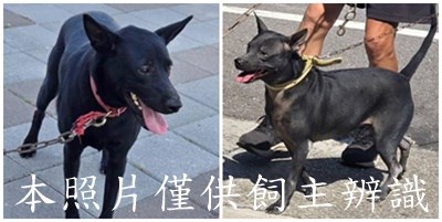 11509216003-4狗