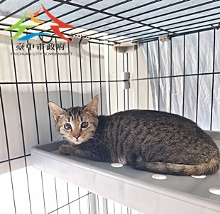 動物編號:11507058009開1 (2)