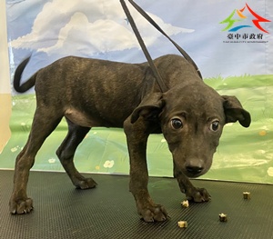 動物編號:11507278013-2