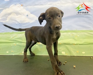 動物編號:11508288003-1