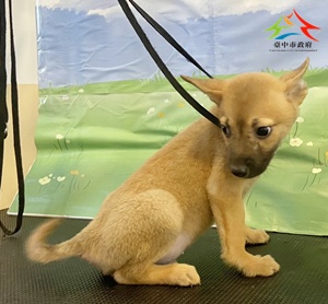 動物編號:11508218025-東 (2)