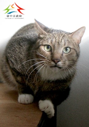 動物編號:11509176012認養--92