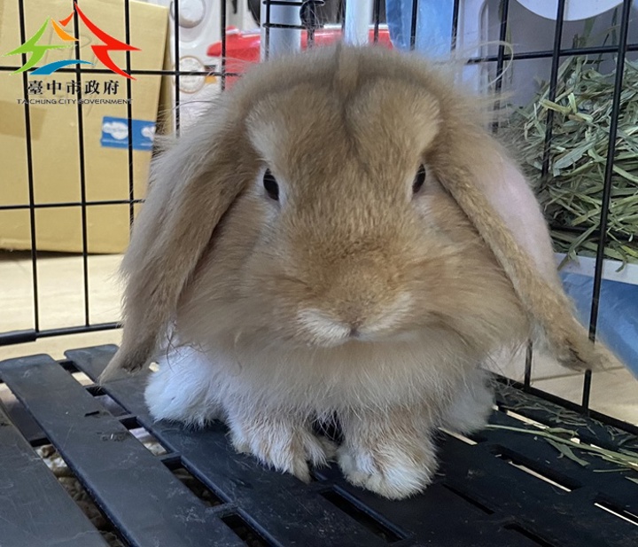 動物編號:pU4kKYzPh-W90keib9XA9A