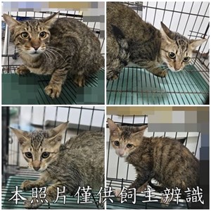 11510086002-5貓