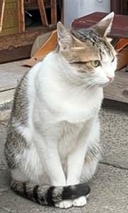 IMG_5124.jpeg
