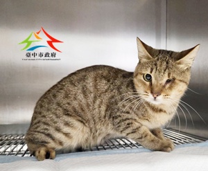 動物編號:649035_0
