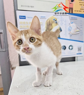 動物編號:267367_0