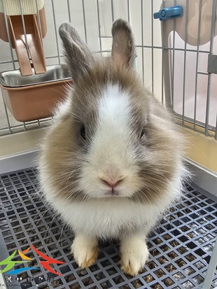 動物編號:11503278006 (3)