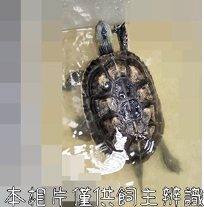 11510168009未_動保
