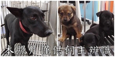 11510216004-7狗