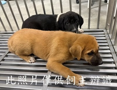 11510236001-2陳1