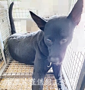 11510290009收母圓1