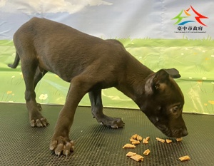 動物編號:11508118024-1