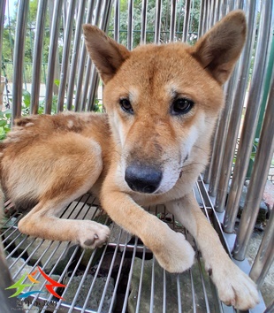 動物編號:11508080005開