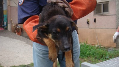 流浪動物認養,臺中市動物之家