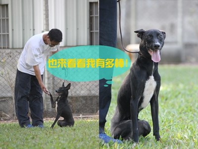 臺中市動物之家第一期乖狗狗訓練營畢業囉!