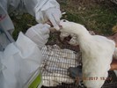 養禽場禽流感採樣工作