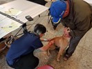 狗狗不要怕~打針一下下就好!
