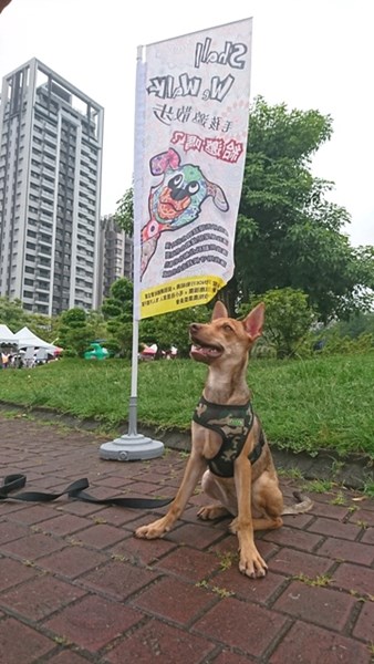 嗨!帥氣的狗狗~