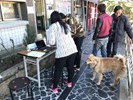 和平地區犬貓狂犬病預防注射-工作人員服務報到民眾