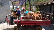 和平地區犬貓狂犬病預防注射-參與活動民眾