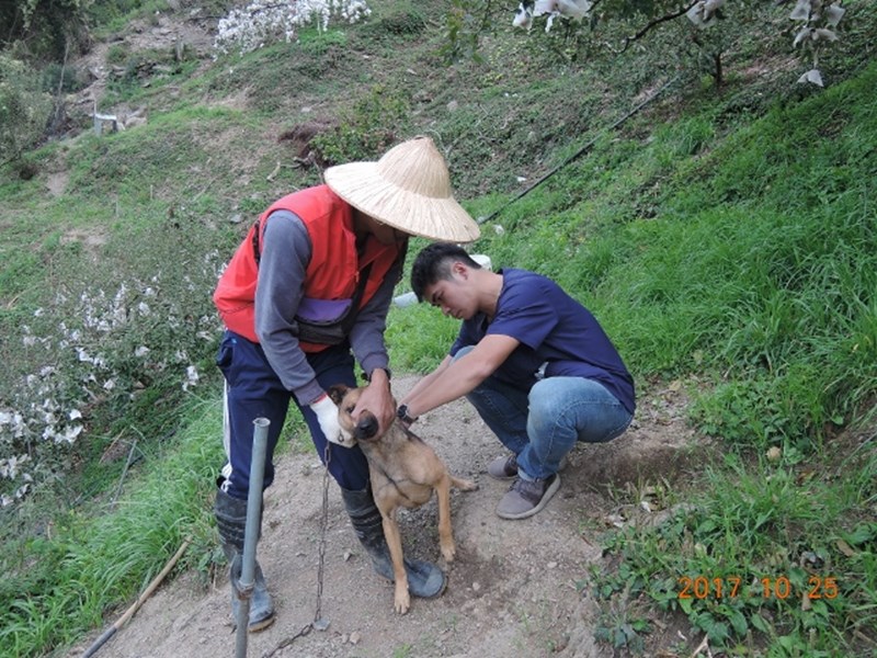 果園的狗狗打狂犬病預防針