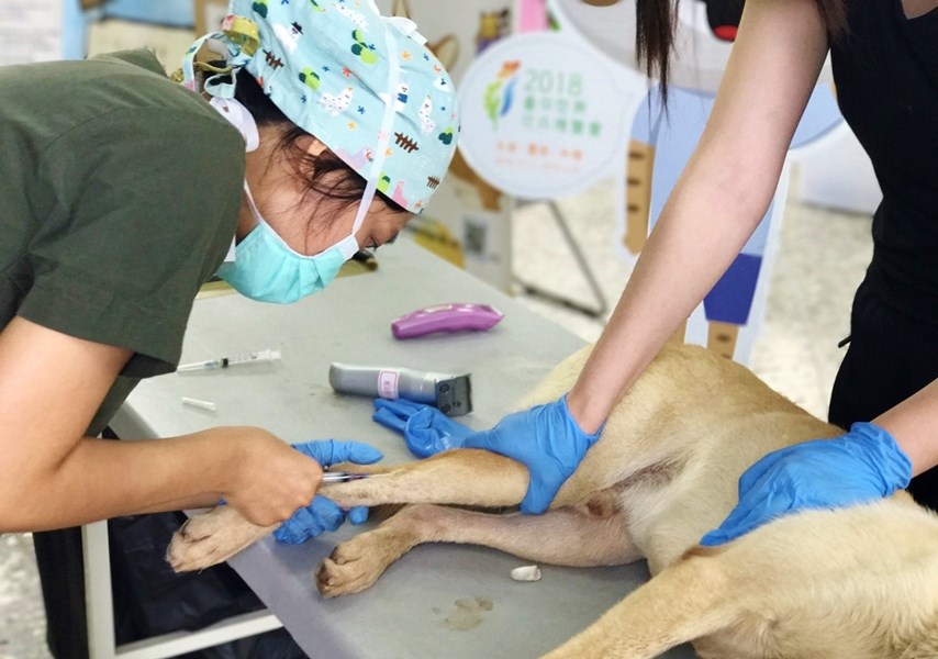 台中市偏區駐點犬貓絕育、晶片寵登、狂犬病預防注射三合一活動