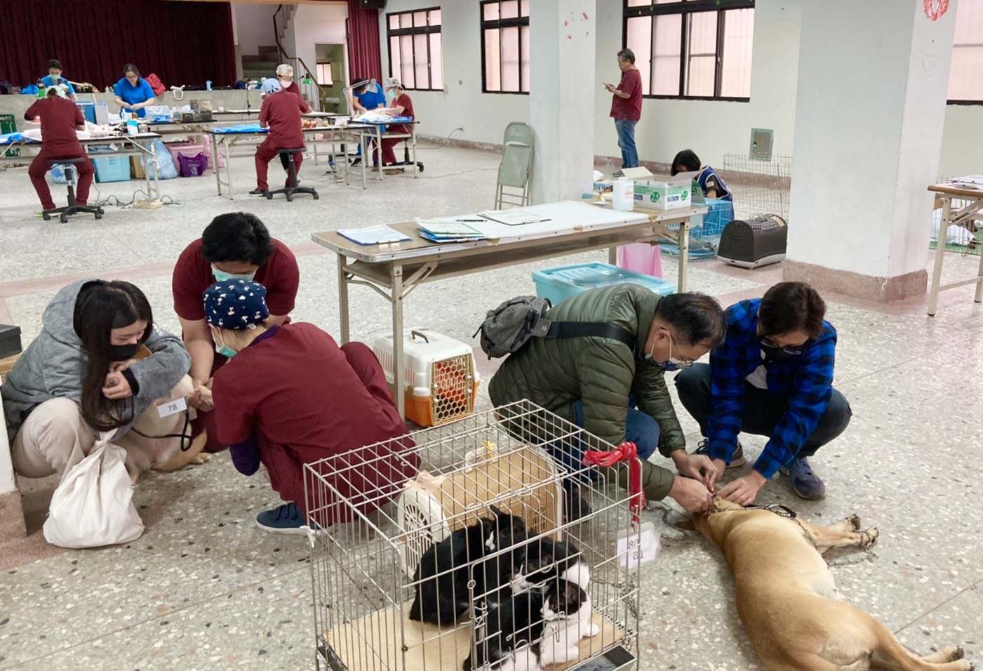 臺中市動物保護防疫處 偏區免費犬貓絕育 臺中市111年偏區犬貓免費絕育活動