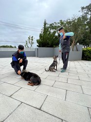 臺中市動物保護防疫處 最新消息 落實 認養 教養 不棄養 不放養 臺中市動物之家犬隻訓練課程結訓啦
