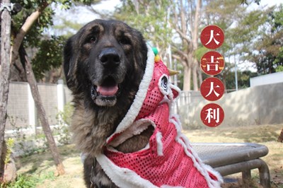 園區狗兒祝您福兔綿延,年富一年。