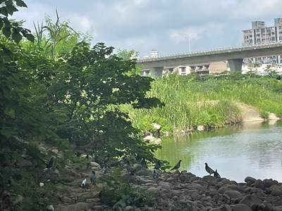 橋下可見鴿群停佇於溪邊